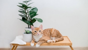 KEDİNİZ SIK SIK KUSUYORSA MEGAKOLON OLABİLİR!..