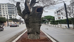 HASTA AĞAÇLARIN YERİNE YENİLERİ DİKİLECEK