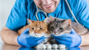 KEDİNİZ SIK SIK KUSUYOR ÇOK SU İÇİYORSA BÖBREK HASTASI OLABİLİR
