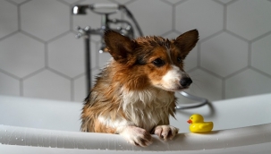 KÖPEKLERİ SIK YIKAMAK MANTAR ENFEKSİYONUNA DAVETİYE ÇIKARIYOR!