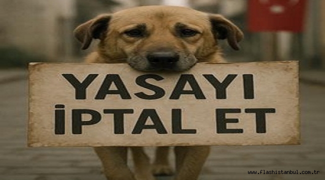 SOKAK HAYVANLARI İÇİN 500 BİN İMZA TOPLANDI