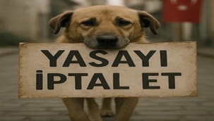 SOKAK HAYVANLARI İÇİN 500 BİN İMZA TOPLANDI