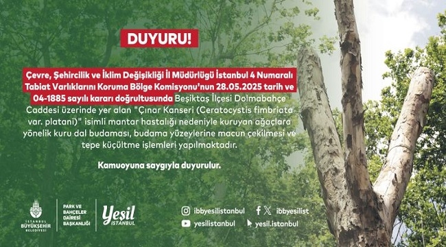 BEŞİKTAŞ'TAKİ KANSERLİ AĞAÇLAR BUDANIYOR