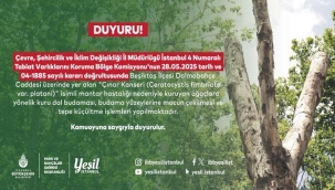 BEŞİKTAŞ'TAKİ KANSERLİ AĞAÇLAR BUDANIYOR