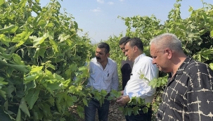MANİSALI ÜZÜM ÜRETİCİSİ, CHP'Lİ BAŞEVİRGEN'E DERT YANDI: 