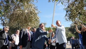 11. ULUSLARARASI MİLAS ZEYTİN ŞENLİĞİ DÜZENLENDİ