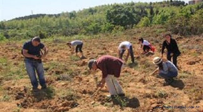 ÇEKÜL VAKFI TARAFINDAN BİR YILDA 116 BİN FİDAN DİKİLDİ