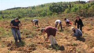 ÇEKÜL VAKFI TARAFINDAN BİR YILDA 116 BİN FİDAN DİKİLDİ