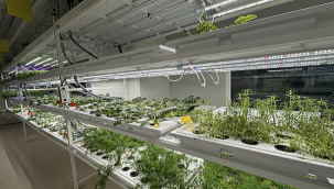 ÖZEL KOÇ OKULLARI ÖRTA ÖĞRENİM ÖĞRENCİLERİNDEN BİLİMSEL ARAŞTIRMA