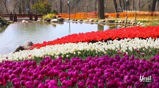 LALE BAYRAMI 11-12 NİSAN'DA KUTLANACAK